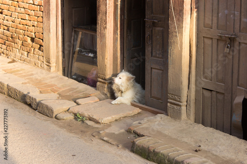 Nepal Bhaktapur 2015 Earthquake Dog