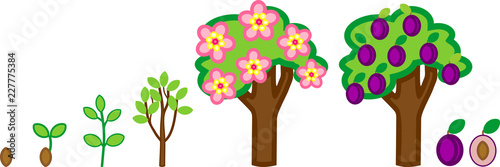 Life cycle of plum tree. Plant growth stage from seed to tree with fruits