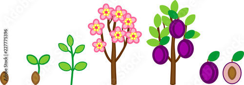 Life cycle of plum tree. Plant growth stage from seed to tree with fruits