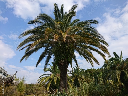 Wallpaper Mural Palm  Torontodigital.ca