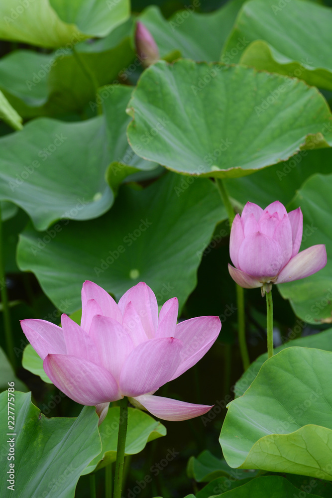 Lotus flower plants