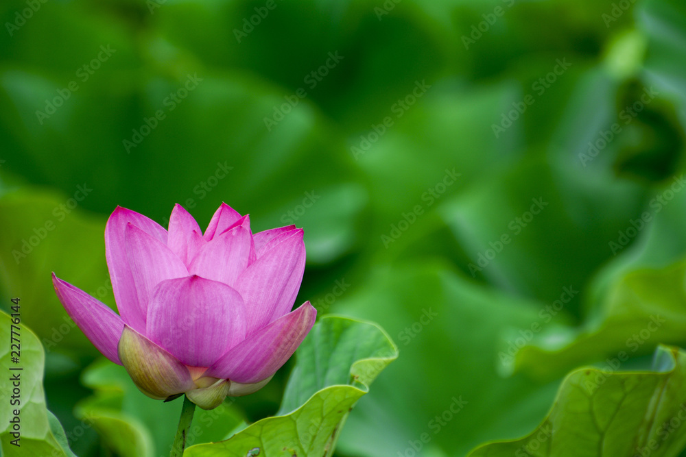 Lotus flower plants Lotus flower plants