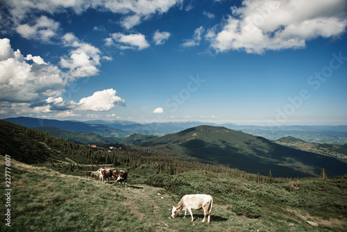 Three cows eating grass in upland pasture among picturesque scenery. Beautiful flora and fauna in mountains concept