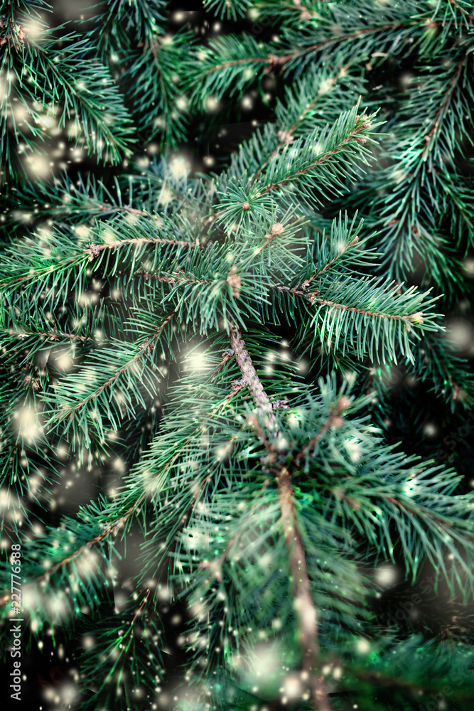 Merry Christmas Background with falling snowflakes and fir tree branches. Copy space..