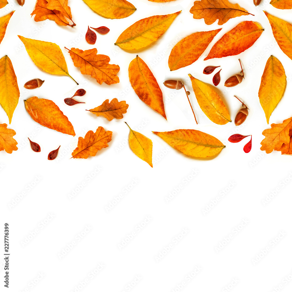 Obraz premium Autumn composition with acorns, golden marple and oak leaves isolated on white background. Autumn l Pattern. Flat lay, top view