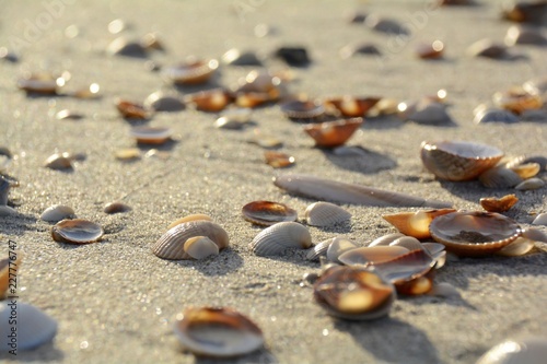 Fototapeta Naklejka Na Ścianę i Meble -  Grußkarte - Strandurlaub - Strand mit Muscheln