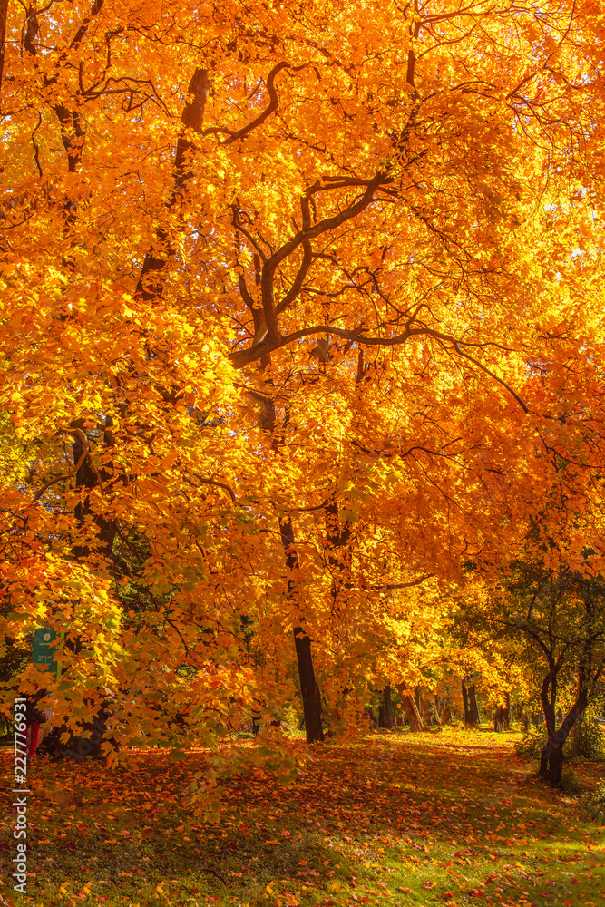 Autumn landscape Background. Autumn maple trees with Yellow and Red falling leaves in sunlight rays Autumn landscape Background. Autumn maple trees with Yellow and Red falling leaves in sunlight rays