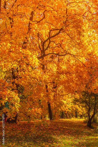 Autumn landscape Background. Autumn maple trees with Yellow and Red falling leaves in sunlight rays