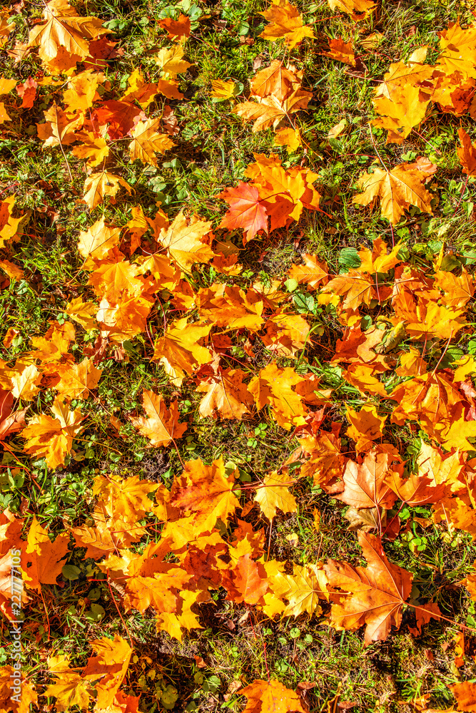 Autumn Background with Red and Orange Autumn Leaves on a ground. Autumnal concept Autumn Background with Red and Orange Autumn Leaves on a ground. Autumnal concept
