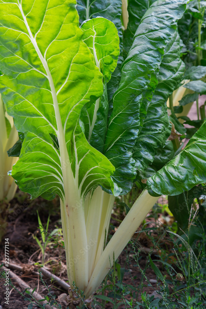 Obraz premium Blettes