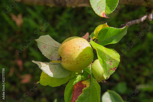 Pommier photo