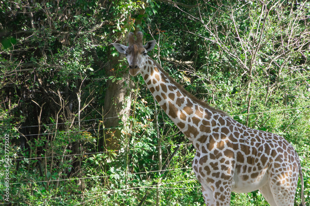 Giraffe is the highest land animal in the world.Osaka tennouji zoo,japan. Giraffe is the highest land animal in the world.Osaka tennouji zoo,japan.