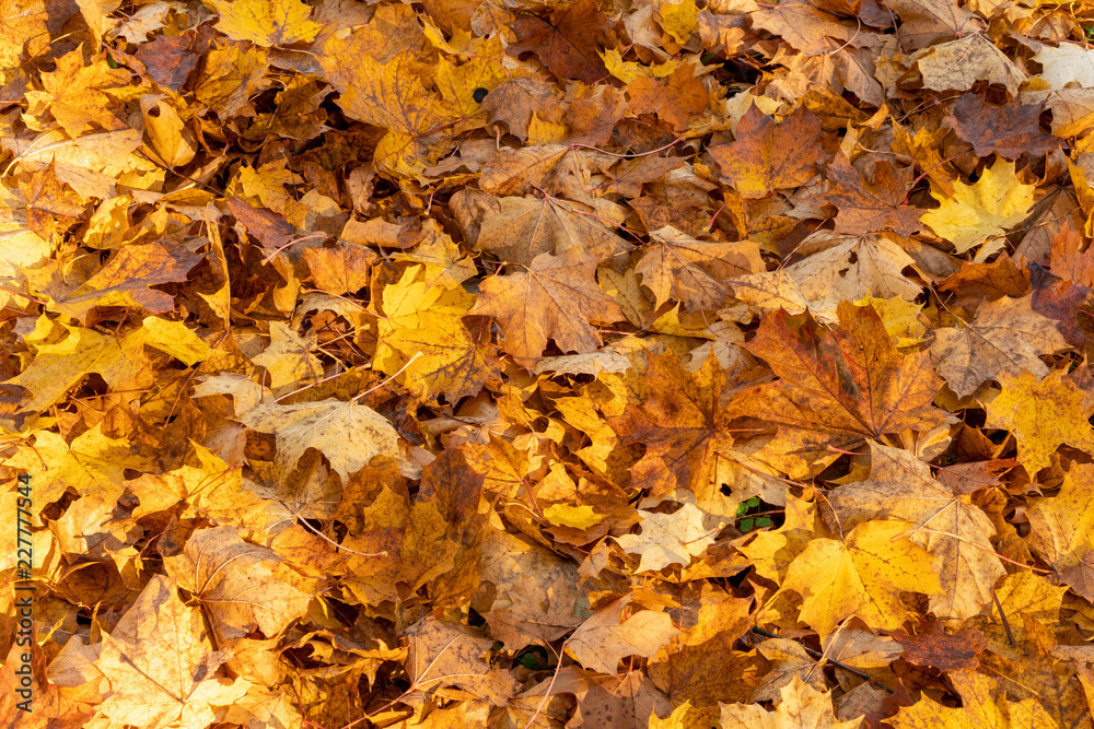 Forest floor covered with dry leaves