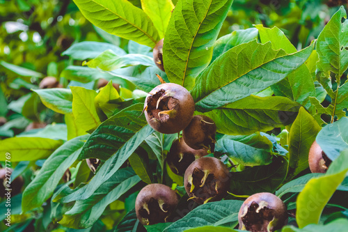  Wild nuts. Tree in the forest. Fruits on the tree. Autumn. Harvest