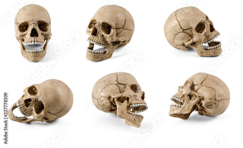 Obraz na płótnie Six plastic human skulls with open jaws at various angles on white background