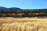 Fall colors with grassy foreground and mountain and sky background