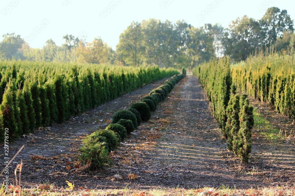 Obraz premium Baumschule