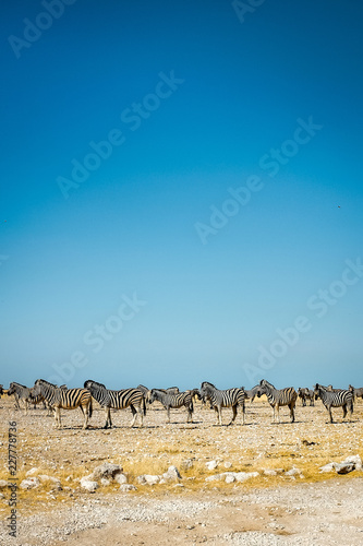 wild zebras of Africa
