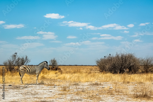 wild zebras of Africa