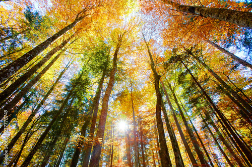 Colors of trees in Austrian primeval forest