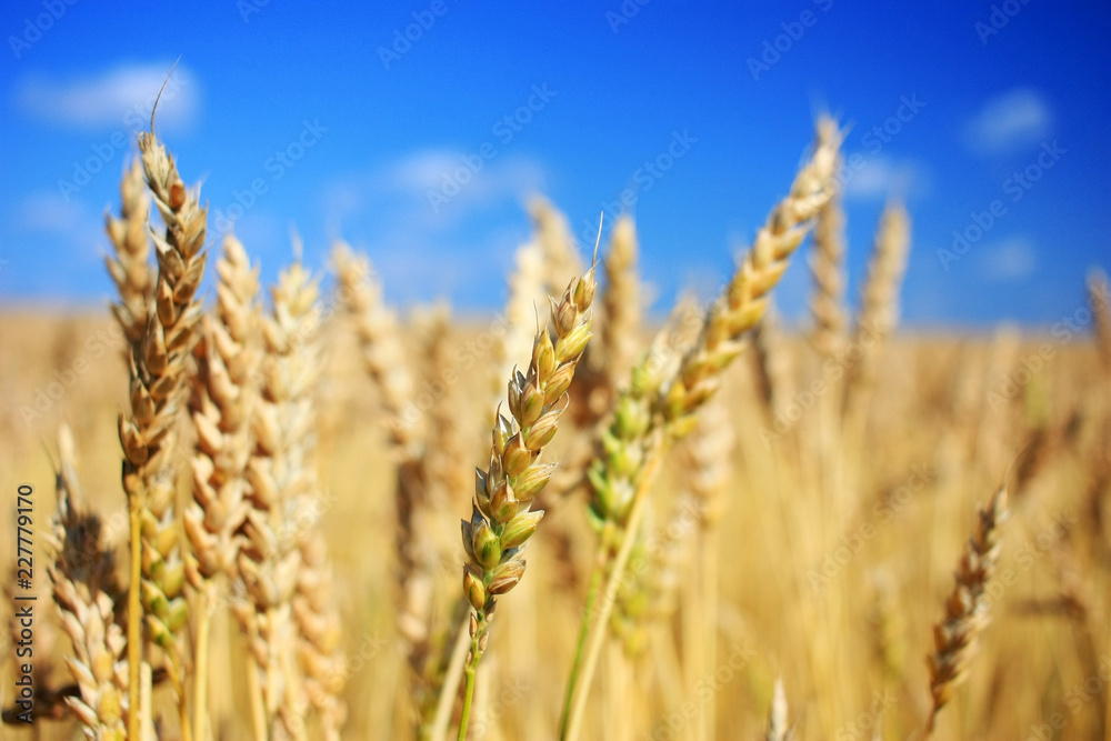 Ripe wheat ears in a field