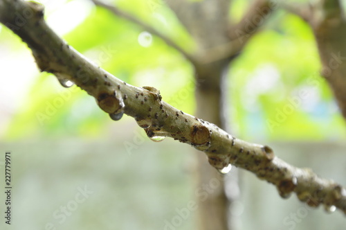 drop of water on star gooseberry branch in garden