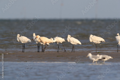 Eurasian or common spoonbill in nature Island Texel,Holland photo