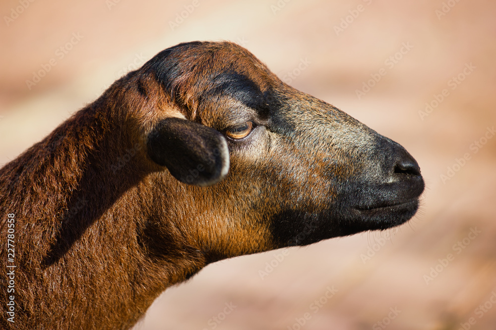 Portrait of domestic cameroon sheep on the farmfield Portrait of domestic cameroon sheep on the farmfield