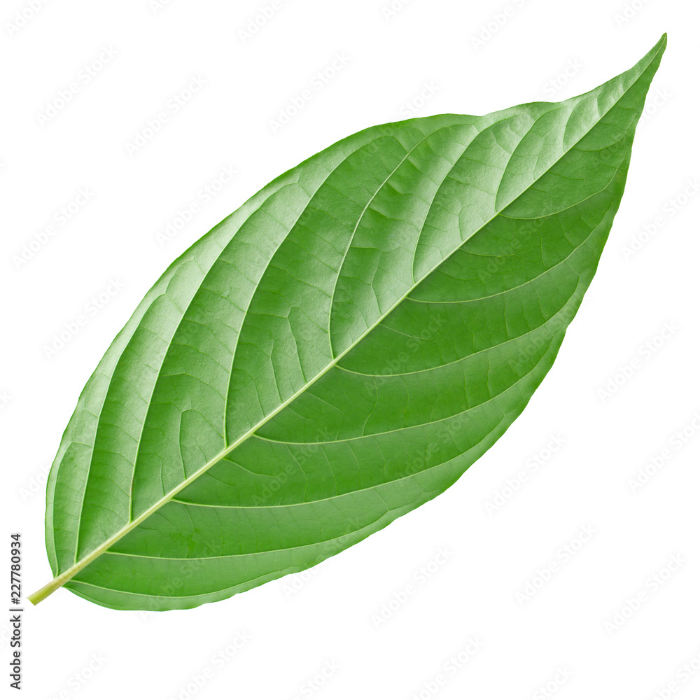 Obraz premium Green leaves isolated on a white background