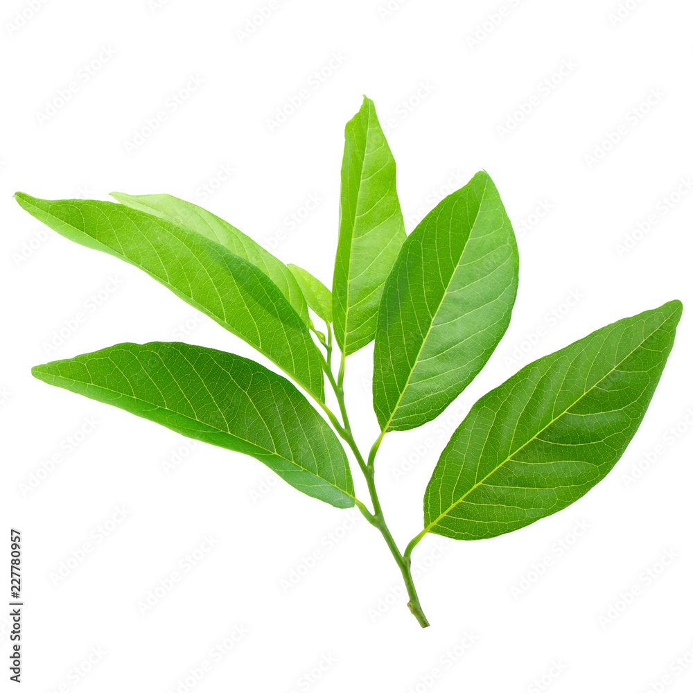 Fototapeta premium Green leaves isolated on a white background