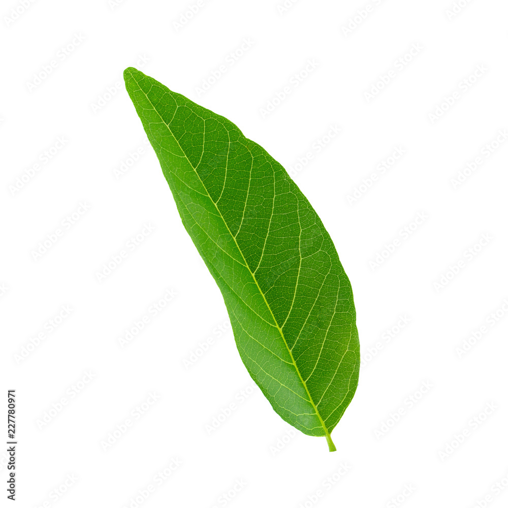 Obraz premium Green leaves isolated on a white background