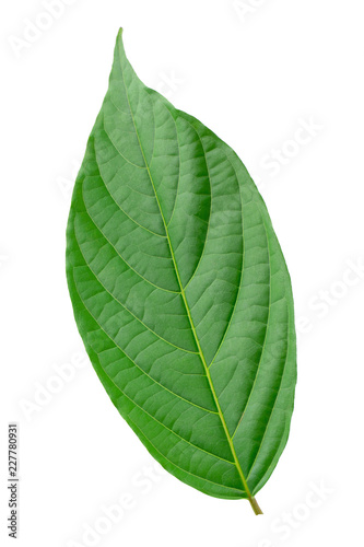 Green leaves isolated on a white background