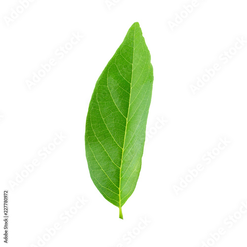 Green leaves isolated on a white background