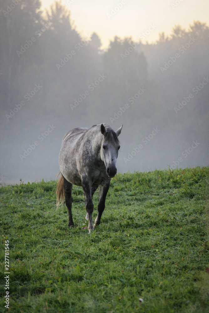 A grey pregnant mare in the morning mist A grey pregnant mare in the morning mist