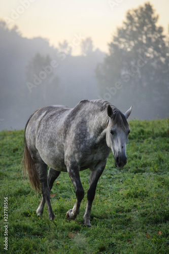 A grey pregnant mare in the morning mist