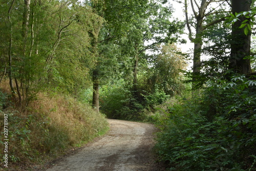 donker wandelpad tussen de beuken in het heuvelachtige landschap van Zuid-Limburg