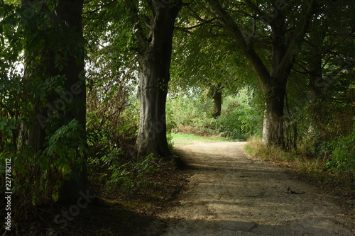 donker wandelpad tussen de beuken in het heuvelachtige landschap van Zuid-Limburg photo