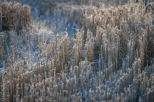 A field on a cold frosty winter day