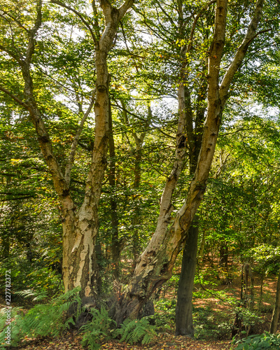 Silver Birch