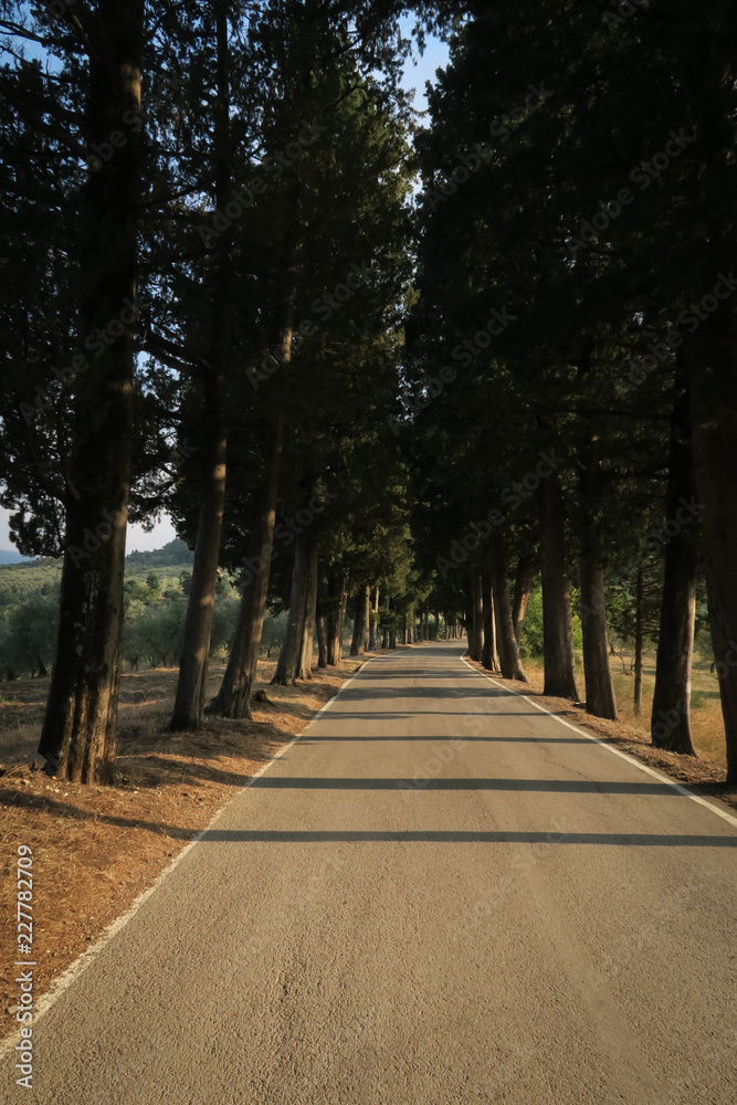 a road lined with trees in the Italian countryside