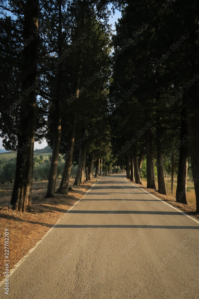 Obraz premium a road lined with trees in the Italian countryside