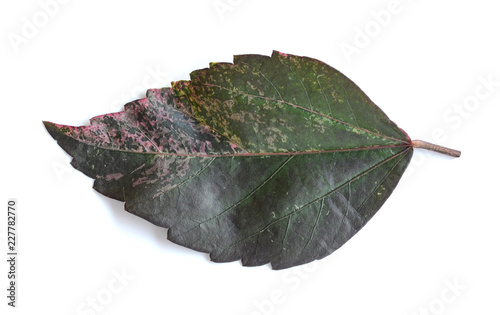 autumn leaf isolated on white background.