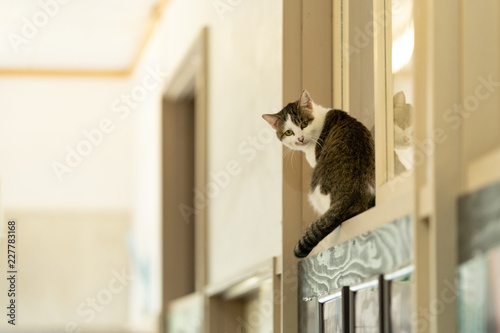 田代島の猫　Tashirojima,Japan Cats Paradise,Cats Island photo