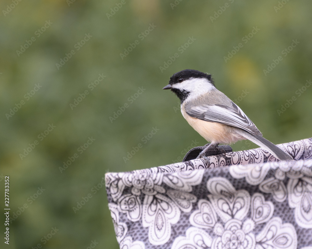 Fototapeta premium chickadee