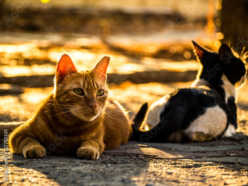 Cats are sitting back to back