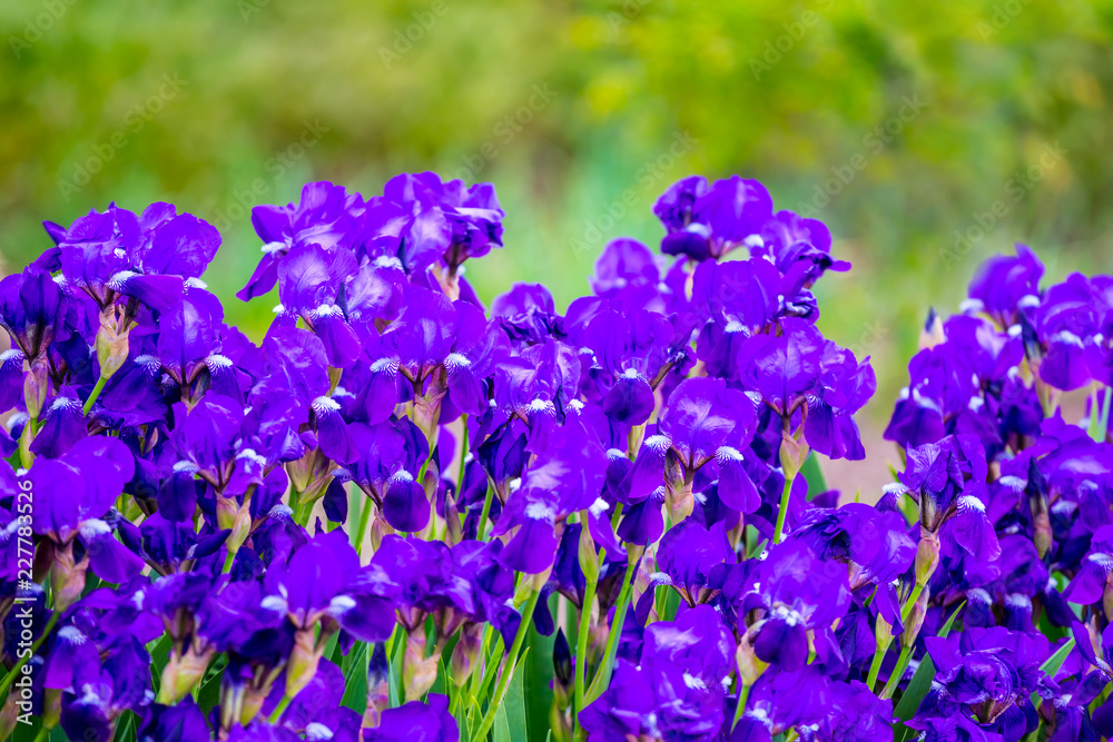 closeup violet flowers in a garden