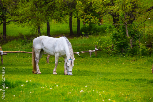 white horse graze on a green pasture