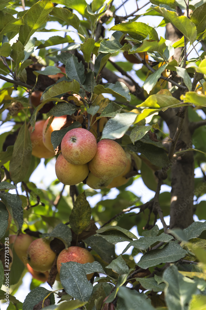 Organic apples hanging from a tree branch in an apple orchard Organic apples hanging from a tree branch in an apple orchard