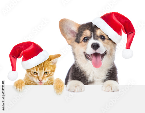 Funny kitten and corgi puppy in red christmas hats peeking over empty white board. isolated on white background. Space for text