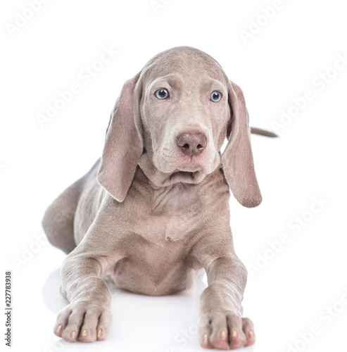 Weimaranerpuppy lying in front view and looking at camera. isolated on white background